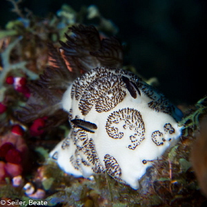 Nice nudi !
Jorunna funebri, taken with Canon G12 and UC... by Beate Seiler 